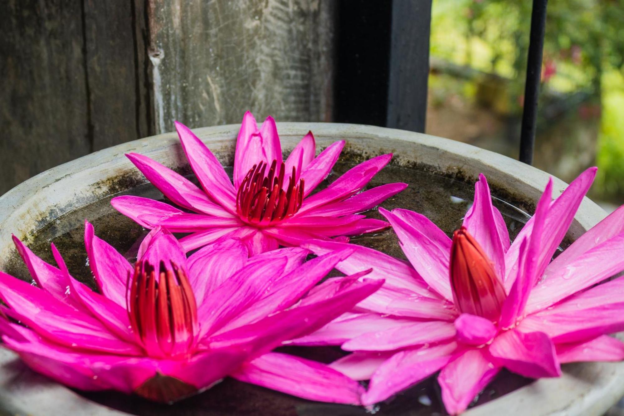 Kandy Victoria Eco Resort Eksteriør billede
